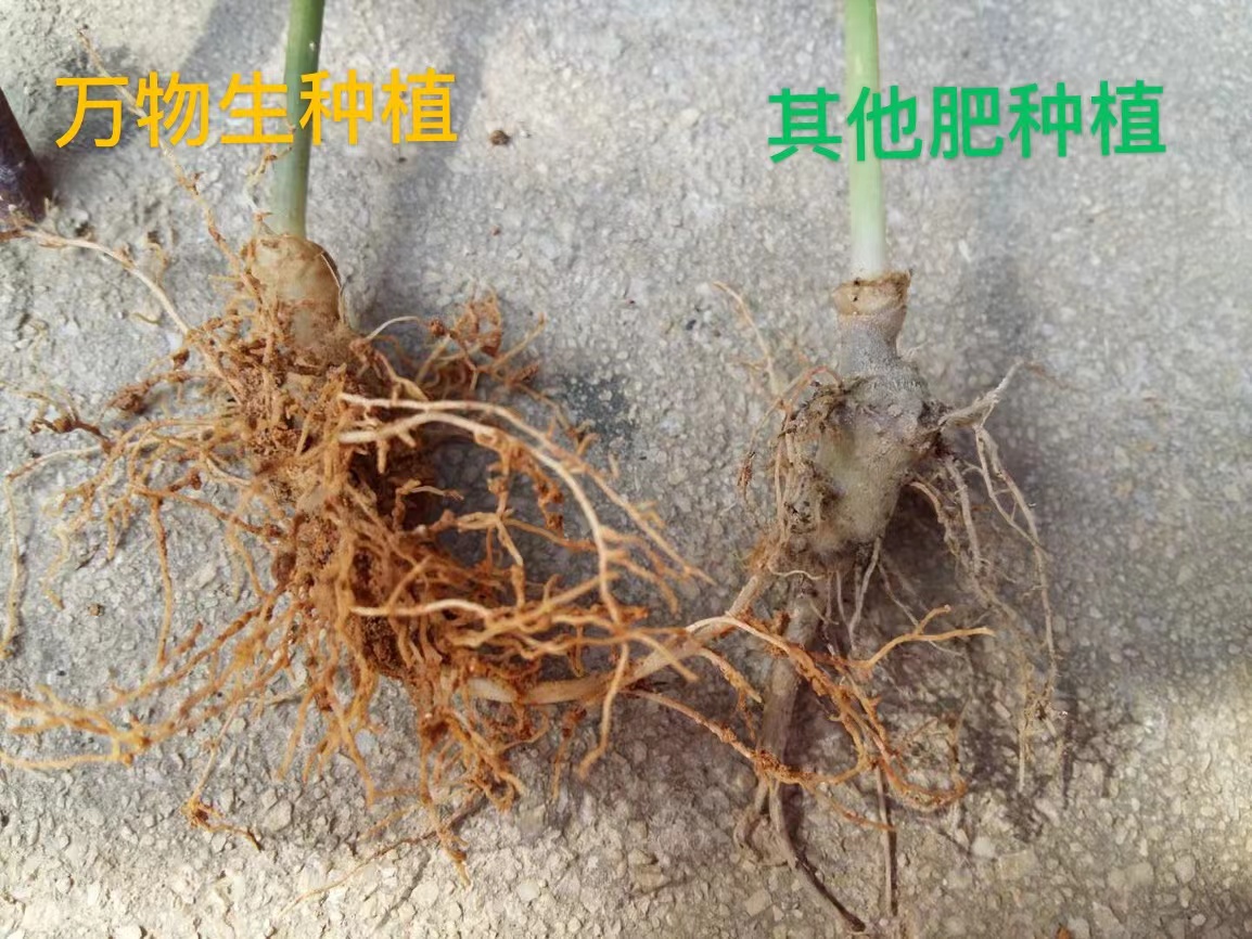 三七种植专用肥
