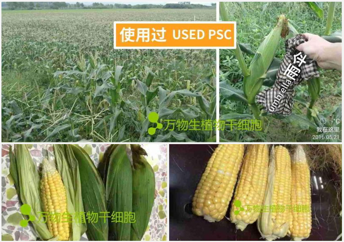 玉米修复案例